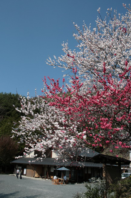 c0035931_0164399.jpg