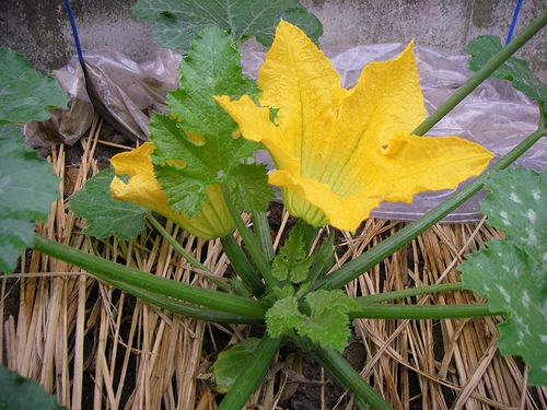 a0034438_1412435.jpg