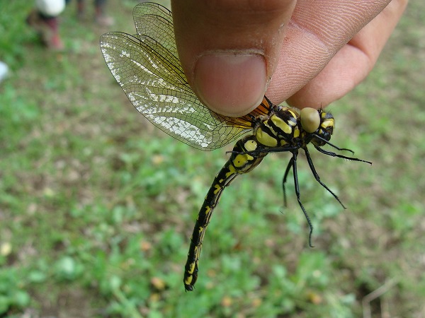 d0146038_21542420.jpg