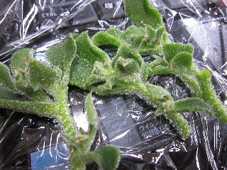 d0063149_124890.jpg