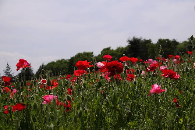 f0044056_7223010.jpg