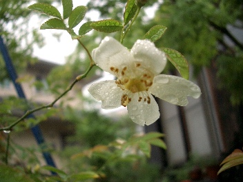 c0186463_17232838.jpg