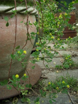 c0186463_17324249.jpg