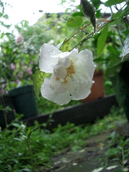 c0186463_17342325.jpg