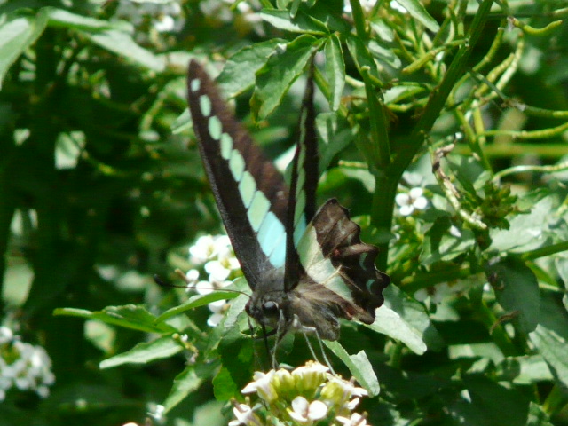 e0145782_1831429.jpg