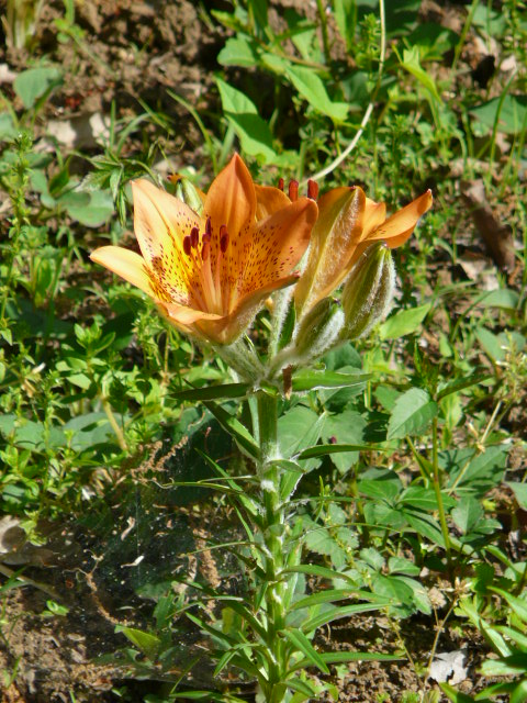 e0145782_18331557.jpg