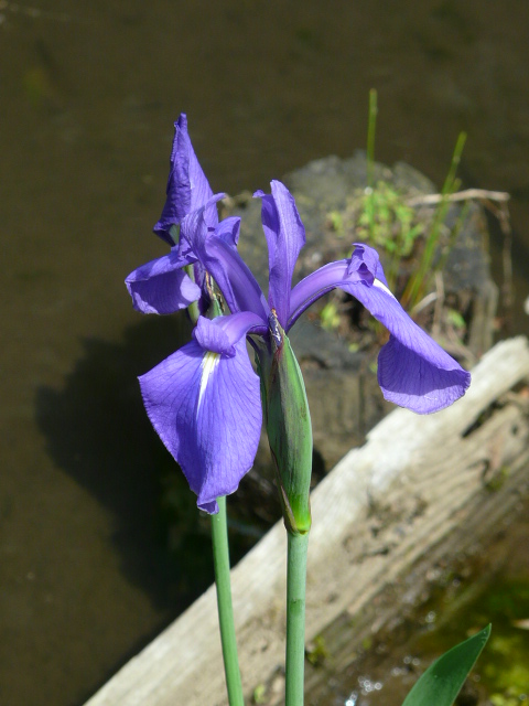 e0145782_18341018.jpg