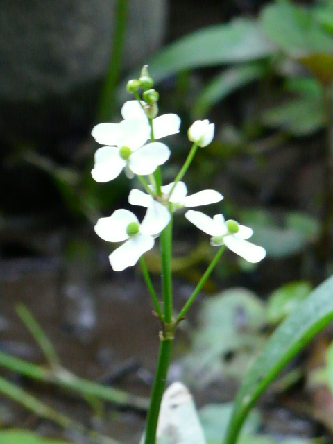 e0145782_1835116.jpg