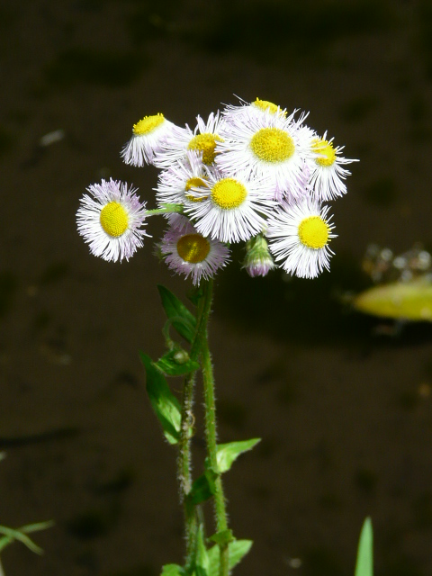 e0145782_183651.jpg