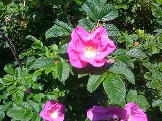 c0002089_13111131.jpg