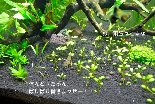 c0225297_5344093.jpg