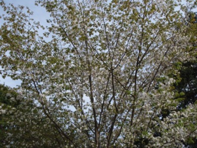 d0161702_20193292.jpg