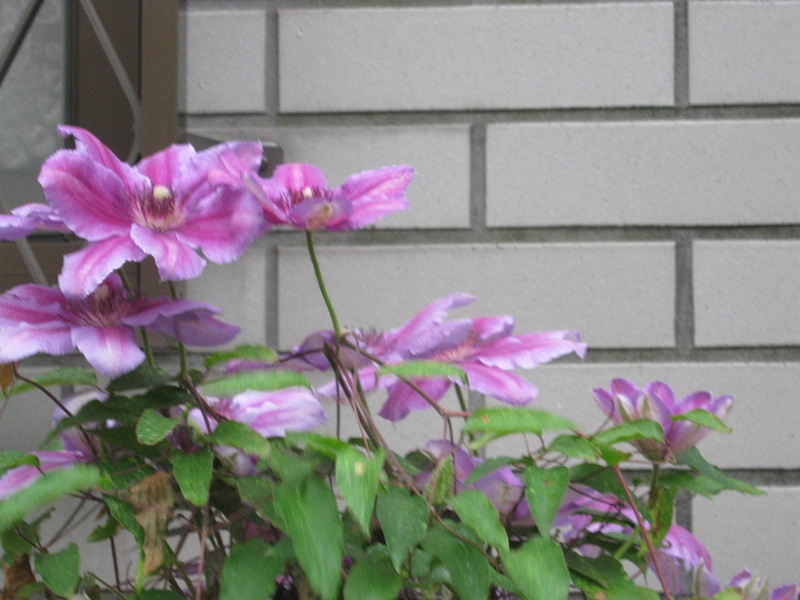 c0054212_10291626.jpg