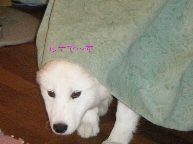 e0024126_20324367.jpg