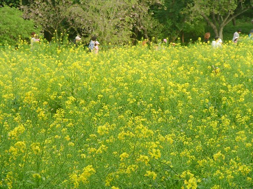 f0002833_153286.jpg