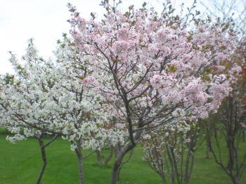 b0001440_1922233.jpg