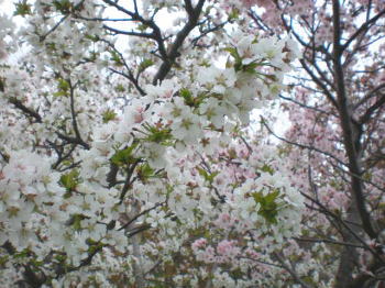 b0001440_19225013.jpg