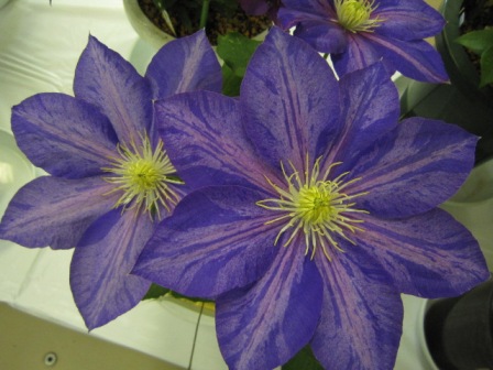 c0025140_22552292.jpg