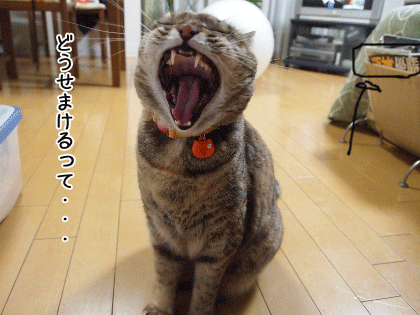 f0116546_1202750.gif
