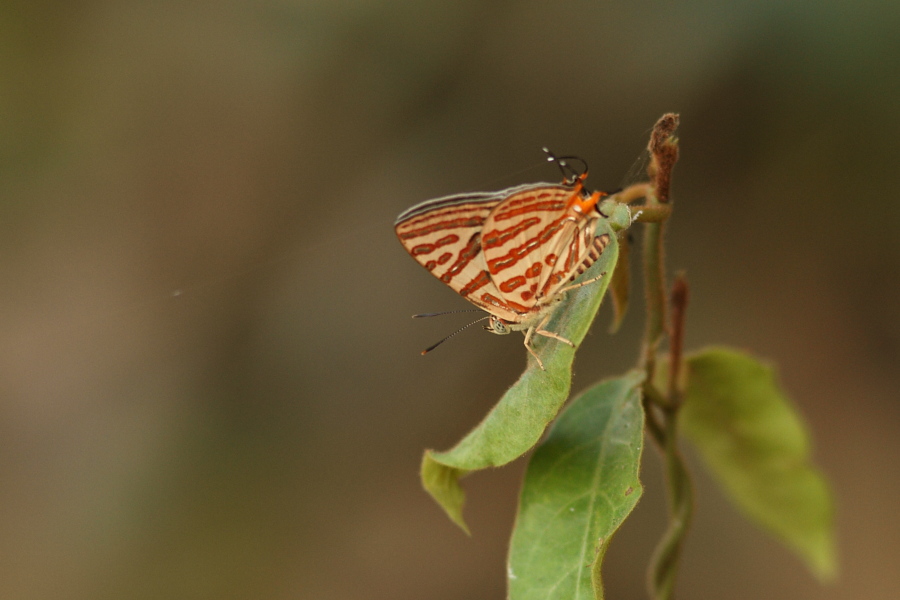a0094850_957961.jpg