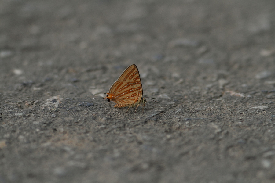 a0094850_958930.jpg