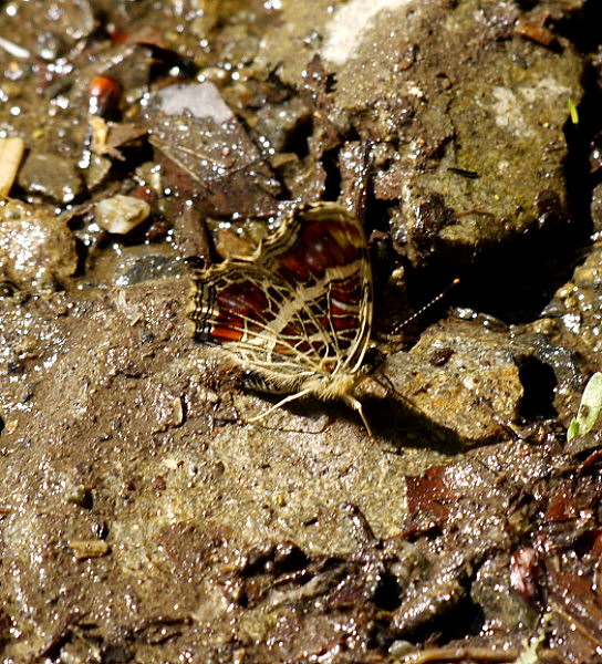 d0091754_12475822.jpg