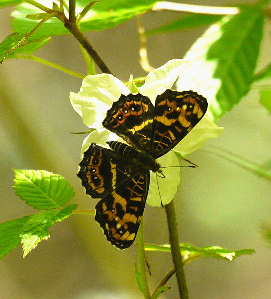 d0091754_130399.jpg