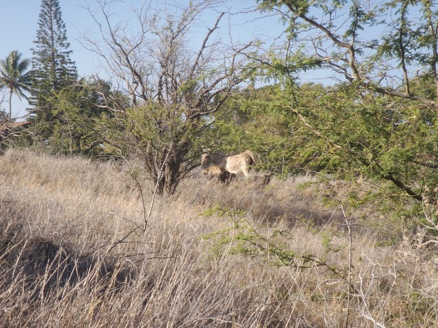 e0033156_3183150.jpg
