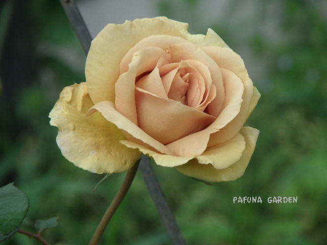 e0184558_7121090.jpg