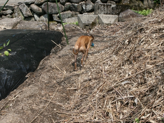 f0158862_20423788.jpg