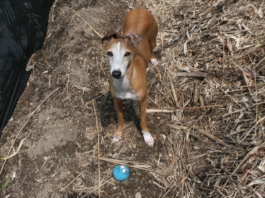 f0158862_2042515.jpg