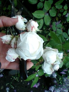 e0063270_16284730.jpg