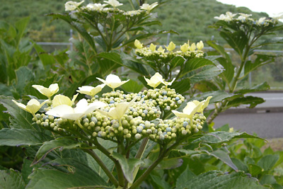 e0097770_2133317.jpg