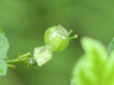 d0050472_1323685.jpg