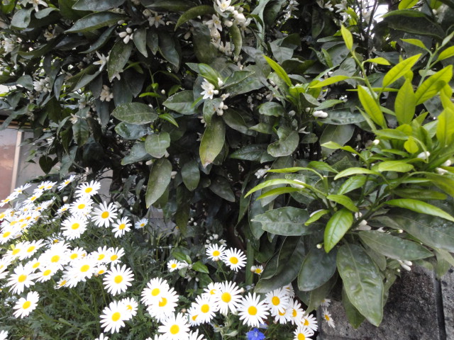 d0109373_18324890.jpg