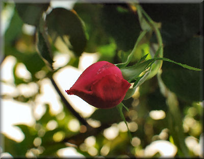 e0099375_20115898.jpg