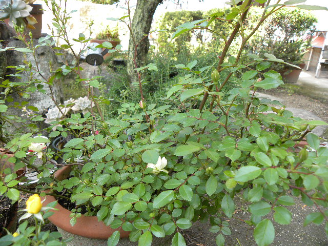c0120585_931424.jpg