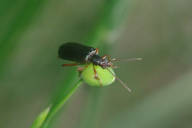 e0070891_20474564.jpg