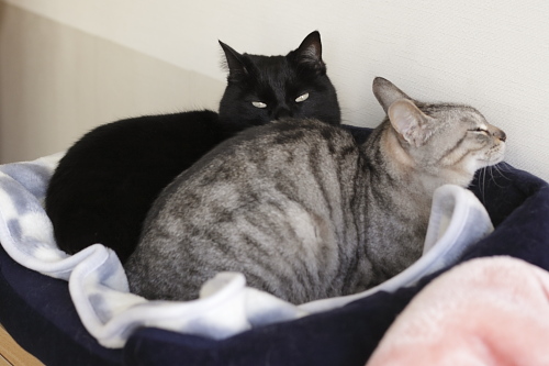 ぴったりサイズ 猫ベッドに並んで収まる小娘とお嬢さん
