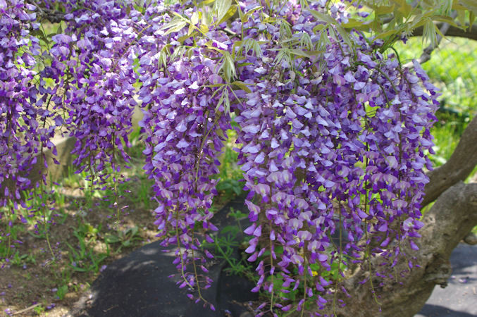 c0061695_930166.jpg