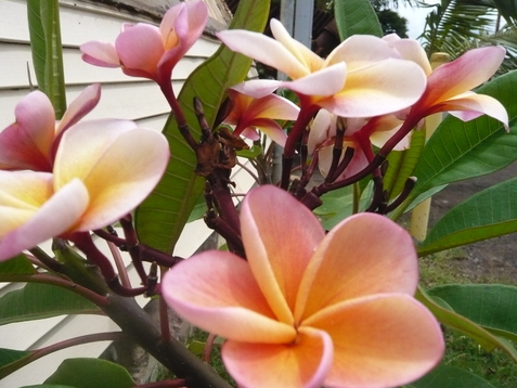 c0187898_2042398.jpg
