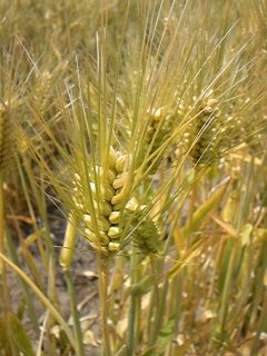 b0029202_1752555.jpg