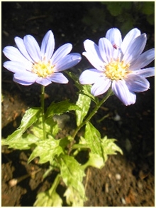 e0098908_21243085.jpg