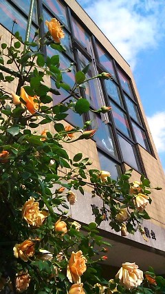 f0136828_1622423.jpg