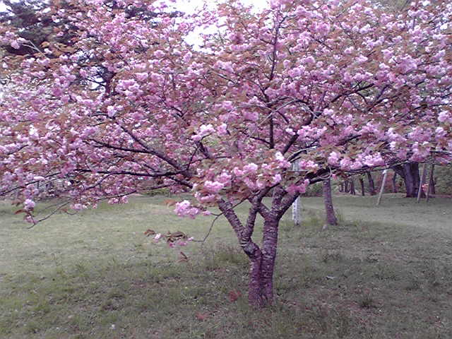 f0090344_11214521.jpg