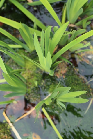 e0171249_9191672.jpg