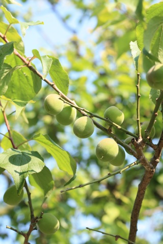 e0171249_953508.jpg
