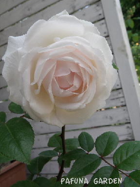 e0184558_6454227.jpg