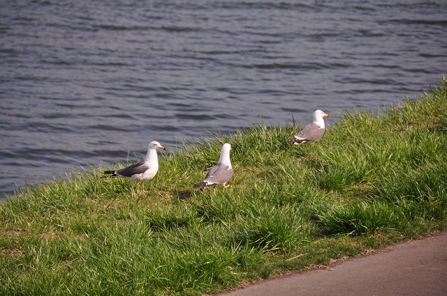 c0048667_23374460.jpg