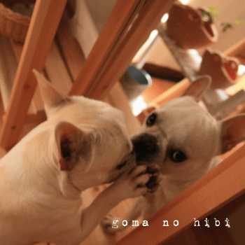 b0180085_20593021.gif